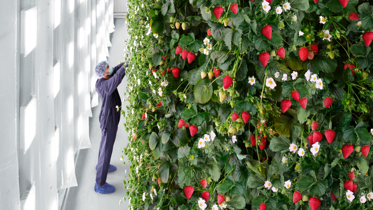 A Plenty Sweet scientist in a blue medical grade scrubs, hair protection and a mask, carefully monitoring vertical rows of strawberry plants in an indoor farming facility