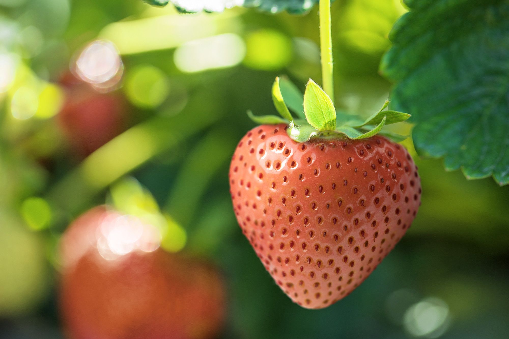A strawberry on the vine.