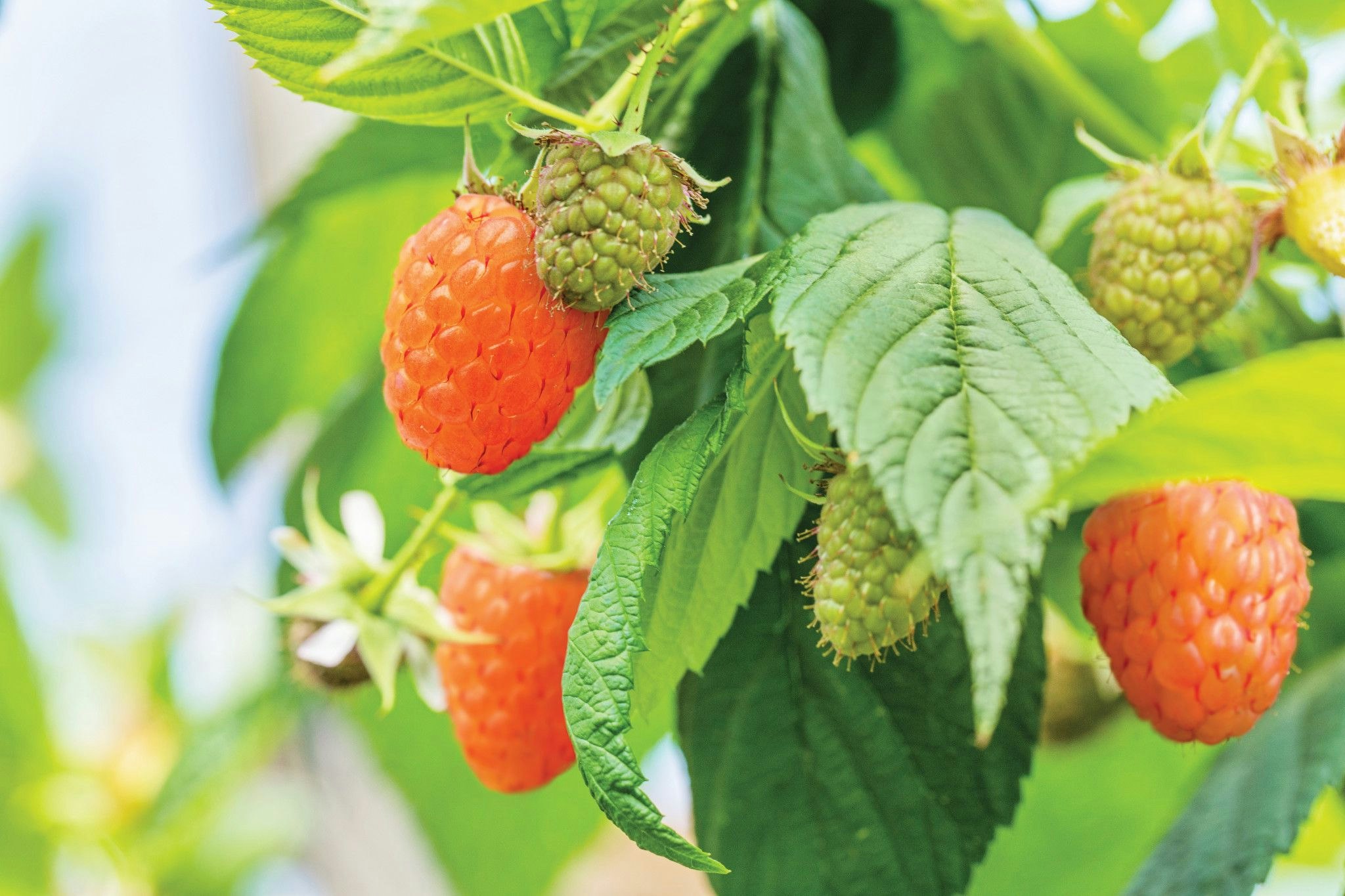 Raspberries on the vine.