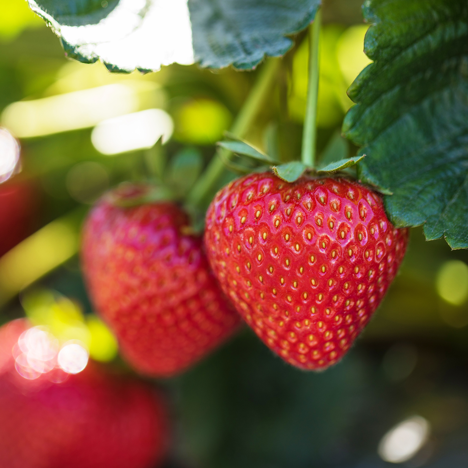 The juicy deets behind the sweetest berries