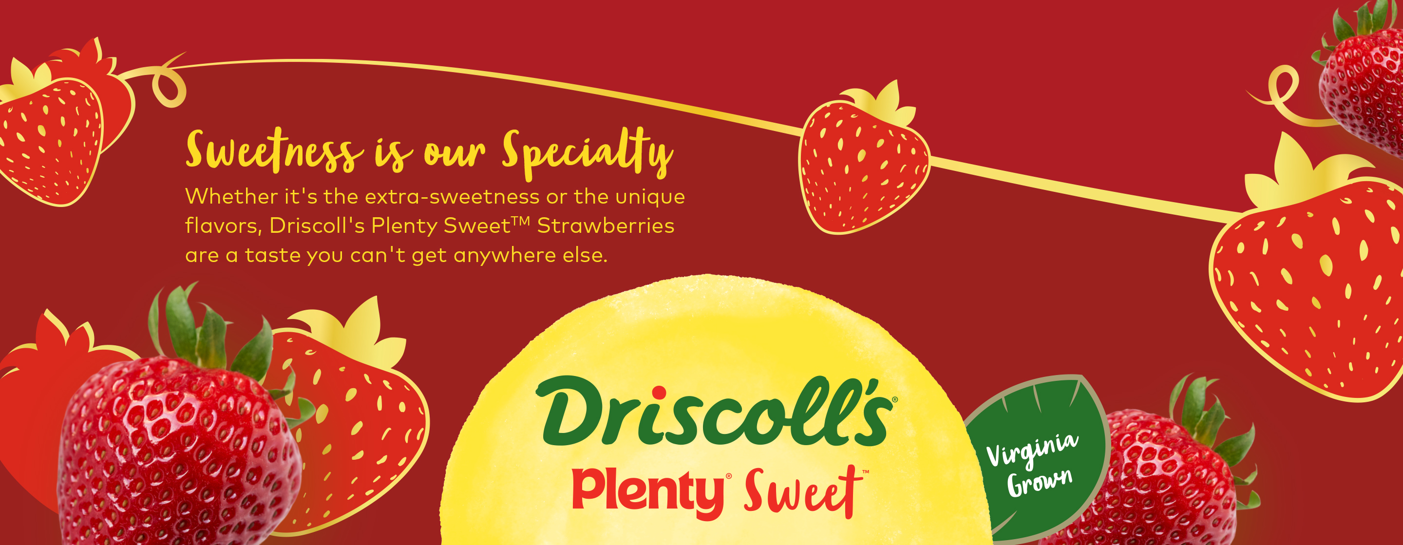 Fresh, ripe Driscoll's Plenty Sweet strawberries grown in Virginia's indoor vertical farms. The vibrant red berries are perfectly arranged to showcase their premium quality and local cultivation