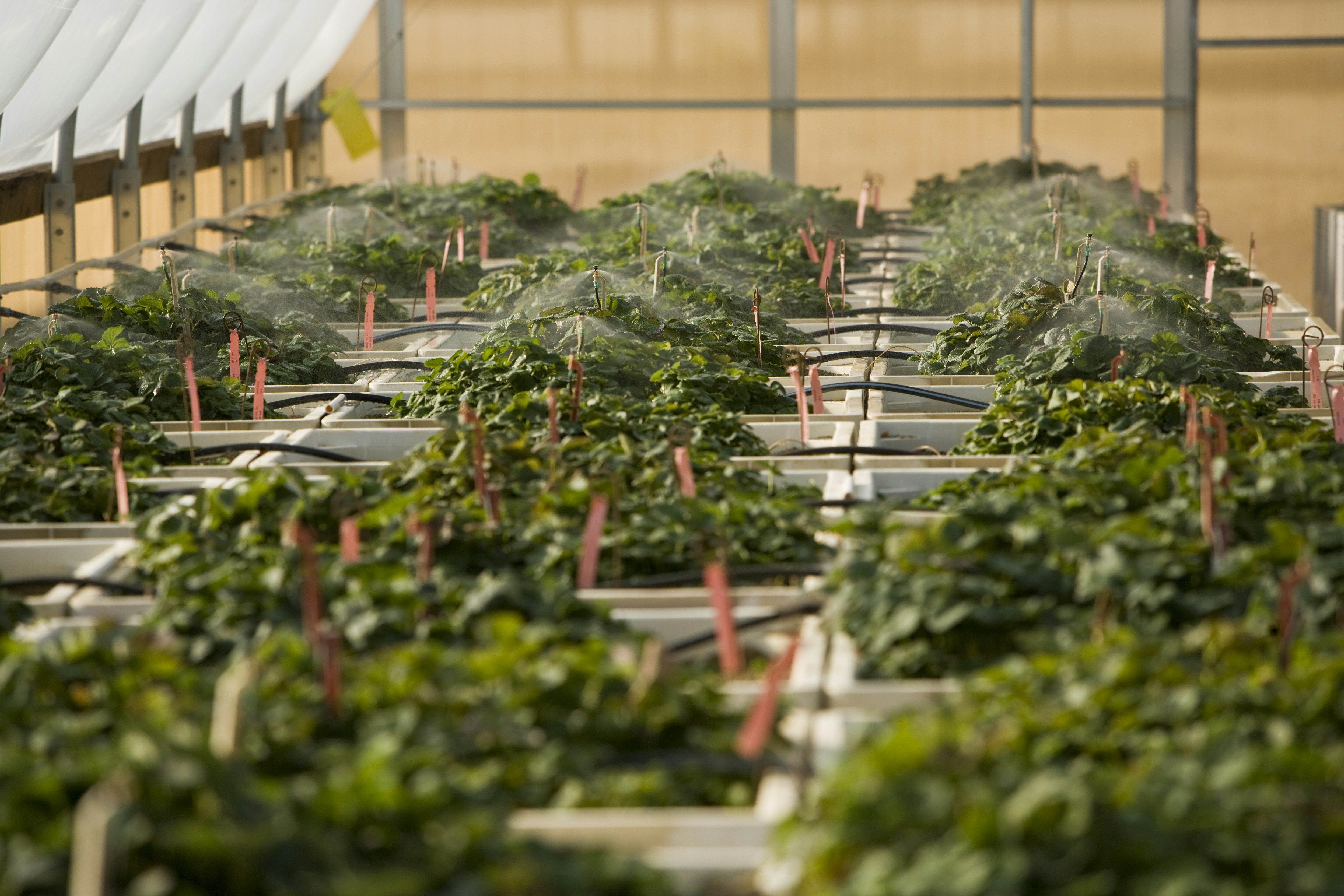 Nursery Plants