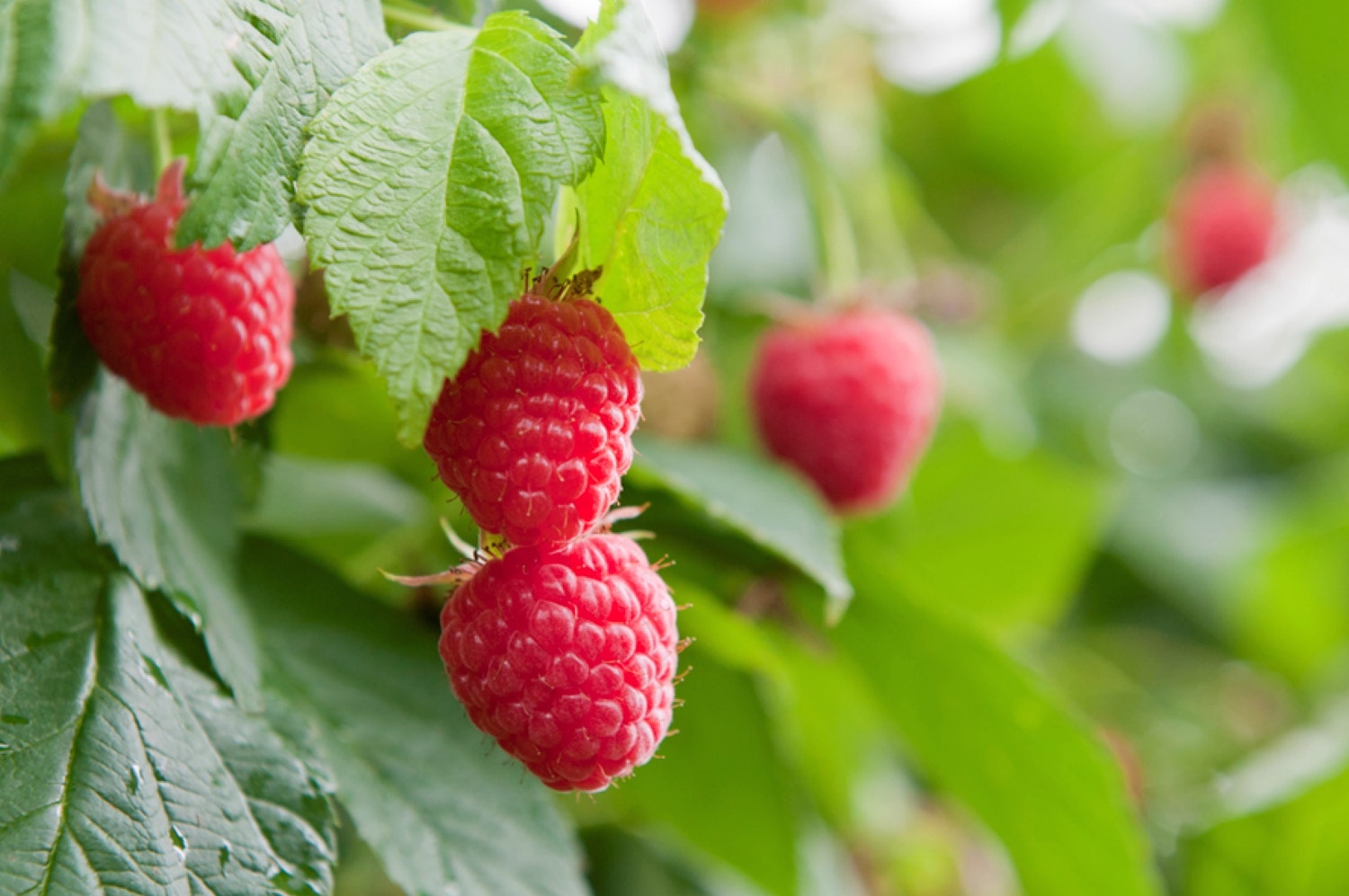 raspberry on a  plant