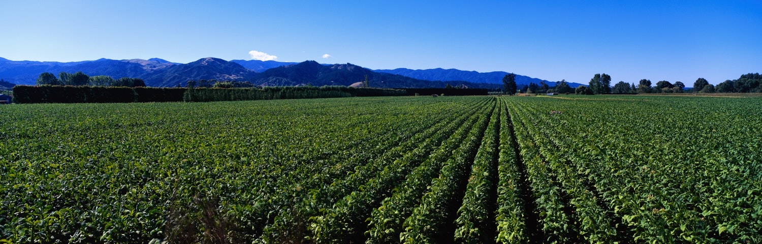 strawberry field