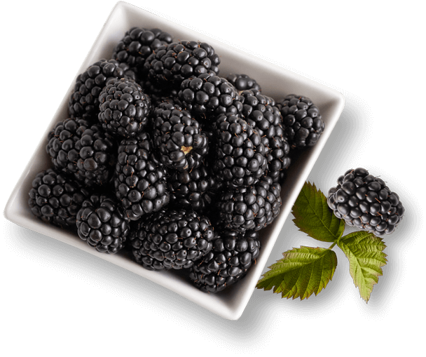 bowl of Driscoll's blackberries