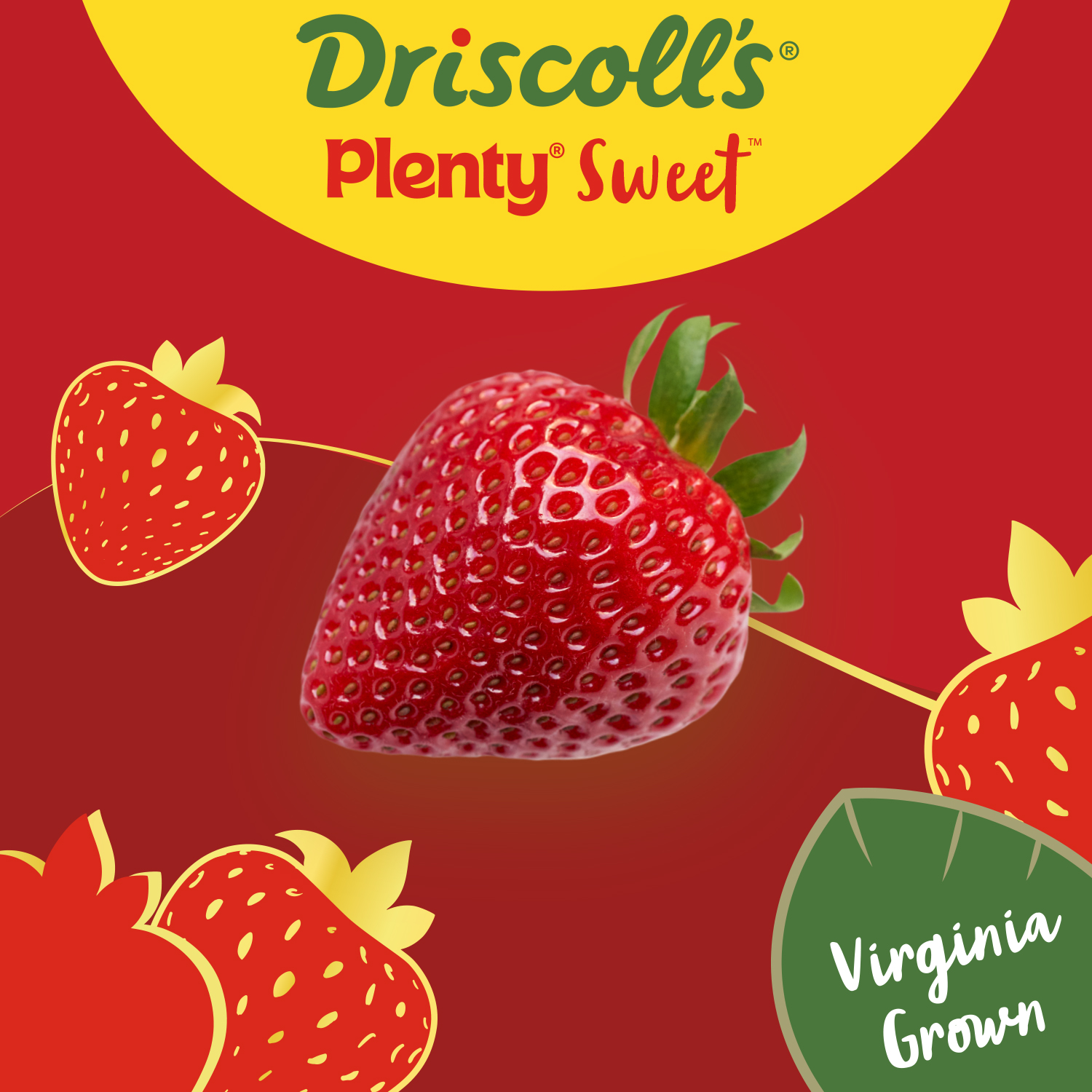 Controlled, indoor pollination methods help grow consistently sweet and perfectly shaped berries.